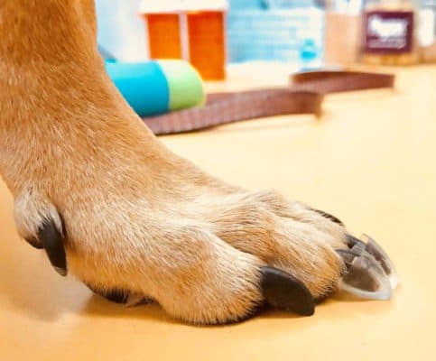 dog toe grips on paw