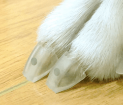 senior dogs toe grips glue application hole
